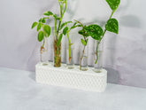 "Angled view of MATTE WHITE Propagation Station showcasing a collection of plant cuttings in water-filled tubes."